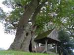 Kroezeboom met Landkruis Heilig Hartkapel